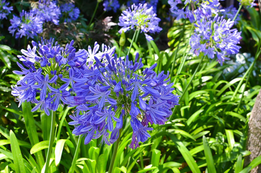 Agapanthus Africanus (Lily Of The Nile) Plant - Live Flowering Plant In 3" Pot From Wellspring Gardens